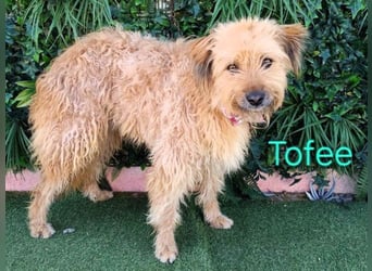 Tofee geb. 01/2023 (ESP) - sympathischer und liebevoller Pudel-Mix!