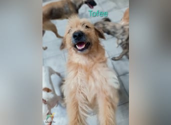 Tofee geb. 01/2023 (ESP) - sympathischer und liebevoller Pudel-Mix!