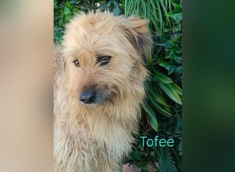 Tofee geb. 01/2023 (ESP) - sympathischer und liebevoller Pudel-Mix!