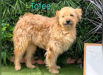 Tofee geb. 01/2023 (ESP) - sympathischer und liebevoller Pudel-Mix!