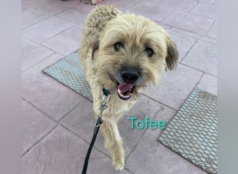 Tofee geb. 01/2023 (ESP) - sympathischer und liebevoller Pudel-Mix!