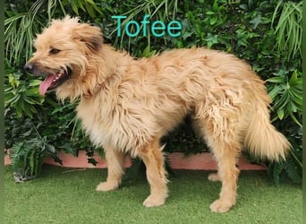 Tofee geb. 01/2023 (ESP) - sympathischer und liebevoller Pudel-Mix!