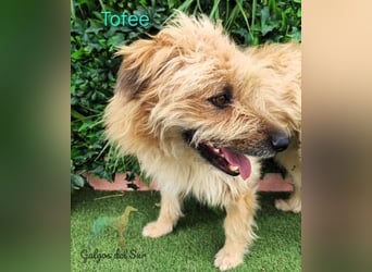 Tofee geb. 01/2023 (ESP) - sympathischer und liebevoller Pudel-Mix!