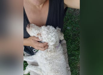 NEWGUY - toller Schatz sucht seine Menschen