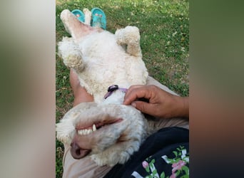 NEWGUY - toller Schatz sucht seine Menschen