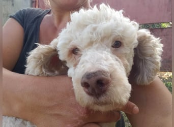 NEWGUY - toller Schatz sucht seine Menschen