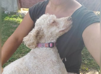 NEWGUY - toller Schatz sucht seine Menschen