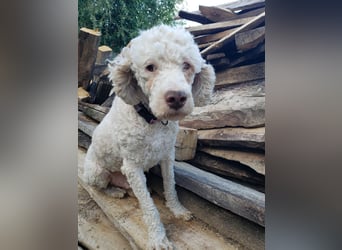 NEWGUY - toller Schatz sucht seine Menschen