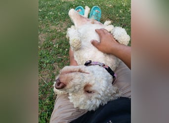 NEWGUY - toller Schatz sucht seine Menschen