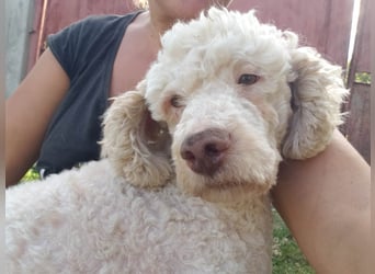 NEWGUY - toller Schatz sucht seine Menschen