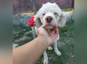 NEWGUY - toller Schatz sucht seine Menschen