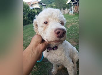 NEWGUY - toller Schatz sucht seine Menschen