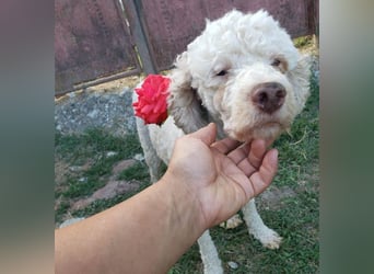 NEWGUY - toller Schatz sucht seine Menschen