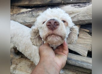 NEWGUY - toller Schatz sucht seine Menschen