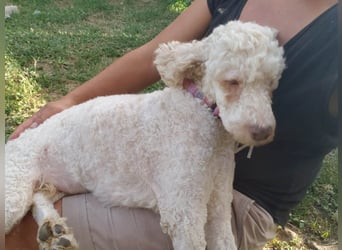 NEWGUY - toller Schatz sucht seine Menschen
