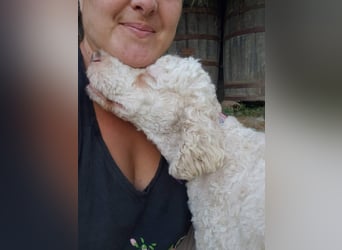 NEWGUY - toller Schatz sucht seine Menschen