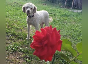 NEWGUY - toller Schatz sucht seine Menschen