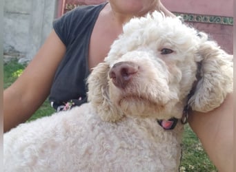 NEWGUY - toller Schatz sucht seine Menschen