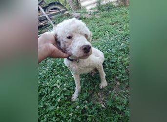 NEWGUY - toller Schatz sucht seine Menschen