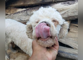 NEWGUY - toller Schatz sucht seine Menschen