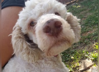 NEWGUY - toller Schatz sucht seine Menschen