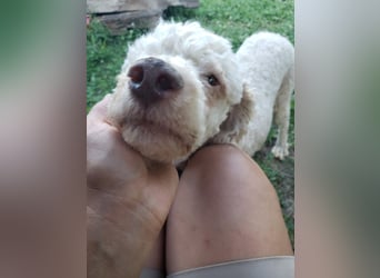 NEWGUY - toller Schatz sucht seine Menschen