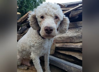 NEWGUY - toller Schatz sucht seine Menschen