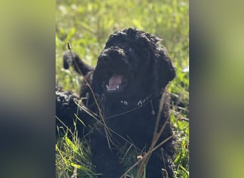 Einzigartige schwarze Grosspudelwelpen Fibie und Fargo