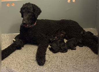 Einzigartige schwarze Grosspudelwelpen Fibie und Fargo