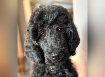 Einzigartige schwarze Grosspudelwelpen Fibie und Fargo