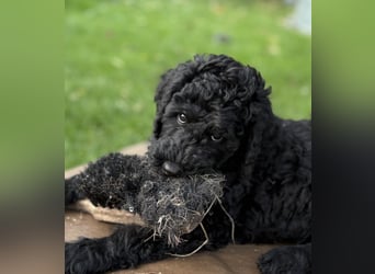 Einzigartige schwarze Grosspudelwelpen Fibie und Fargo