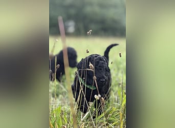 Einzigartige schwarze Grosspudelwelpen Fibie und Fargo