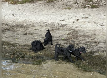 Einzigartige schwarze Grosspudelwelpen Fibie und Fargo