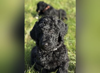 Einzigartige schwarze Grosspudelwelpen Fibie und Fargo