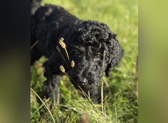 Einzigartige schwarze Grosspudelwelpen Fibie und Fargo