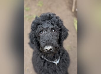 Einzigartige schwarze Grosspudelwelpen Fibie und Fargo