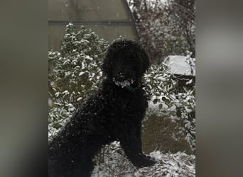 Einzigartige schwarze Grosspudelwelpen Fibie und Fargo