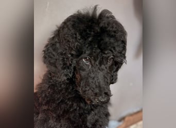 Einzigartige schwarze Grosspudelwelpen Fibie und Fargo