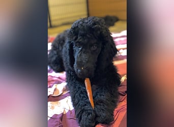 Einzigartige schwarze Grosspudelwelpen Fibie und Fargo