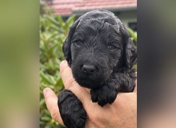 Einzigartige schwarze Grosspudelwelpen Fibie und Fargo