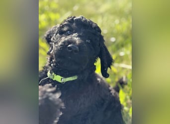 Einzigartige schwarze Grosspudelwelpen Fibie und Fargo