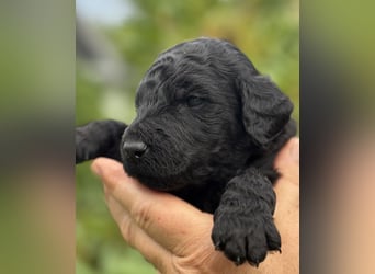 Einzigartige schwarze Grosspudelwelpen Fibie und Fargo