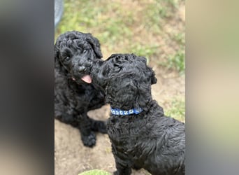 Einzigartige schwarze Grosspudelwelpen Fibie und Fargo