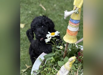 Einzigartige schwarze Grosspudelwelpen Fibie und Fargo