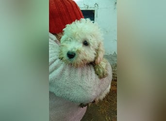 Vincent PP - Welpe möchte ankommen