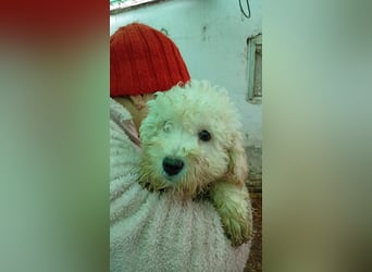 Vincent PP - Welpe möchte ankommen