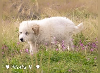 Minnie und Mollie suchen ein Zuhause