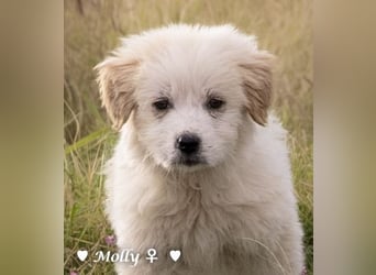 Minnie und Mollie suchen ein Zuhause