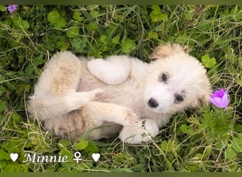 Minnie und Mollie suchen ein Zuhause