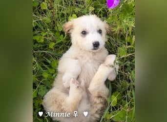 Minnie und Mollie suchen ein Zuhause